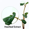 Anua Heartleaf LHA Moisture Peeling Gel